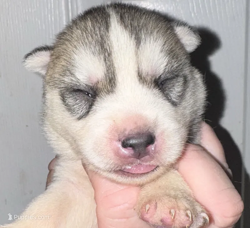 Male 2 – Siberian Husky puppy for sale in Ashland, VA