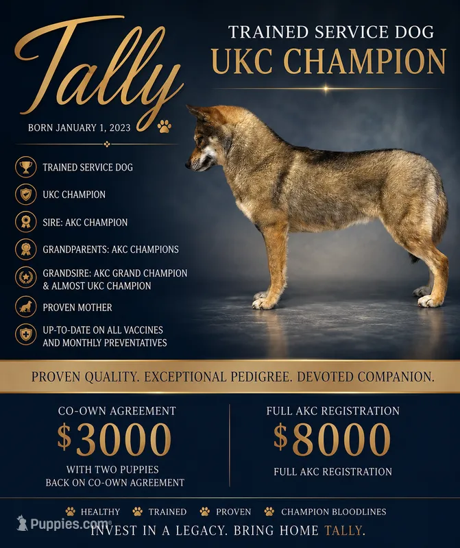 UKC CH SD Tally – Siberian Husky puppy for sale in Ashland, VA