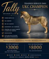 UKC CH SD Tally, a female Siberian Husky for sale in Ashland, VA – 1 of 1