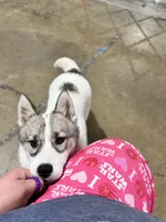 Rumor, a female Siberian Husky for sale in Ashland, VA – 2 of 4