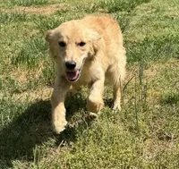 Loot, a female Golden Retriever for sale in Augusta, WV – 2 of 4