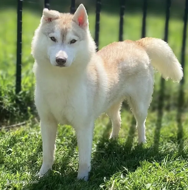 Mocha – Siberian Husky puppy for sale in Ashland, VA