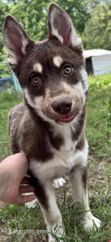 Quigley – Siberian Husky puppy for sale in Ashland, VA