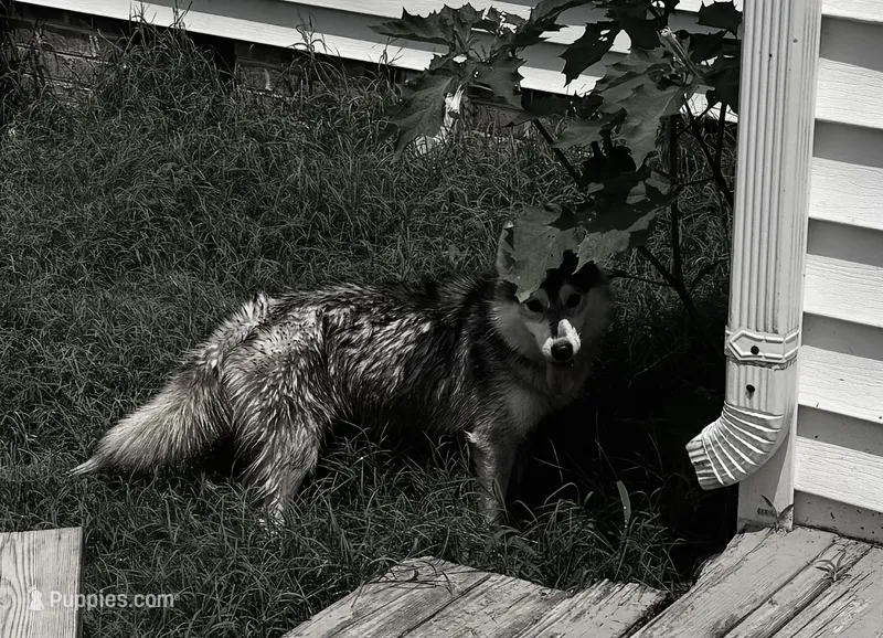 Kali – Siberian Husky puppy for sale in Ashland, VA