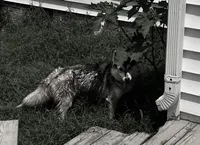 Kali, a female Siberian Husky for sale in Ashland, VA – 1 of 1