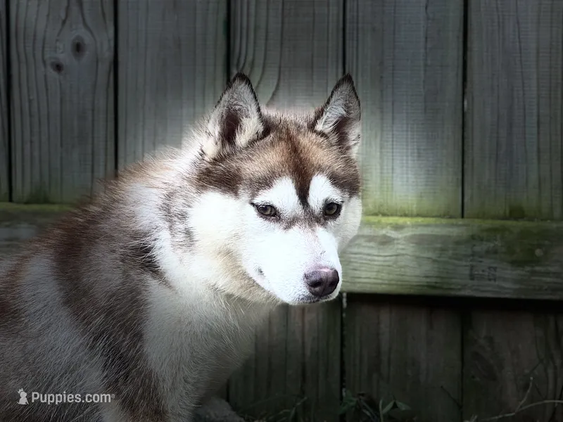 Tsunagi – Siberian Husky puppy for sale in Ashland, VA