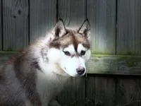 Tsunagi, a female Siberian Husky for sale in Ashland, VA – 1 of 2
