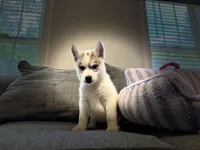 Nova, a male Siberian Husky for sale in Ashland, VA – 1 of 3