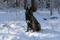 Vegas, a female Siberian Husky for sale in Ashland, VA – 2 of 3