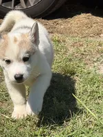 Charm, a male Siberian Husky for sale in Augusta, WV – 1 of 2