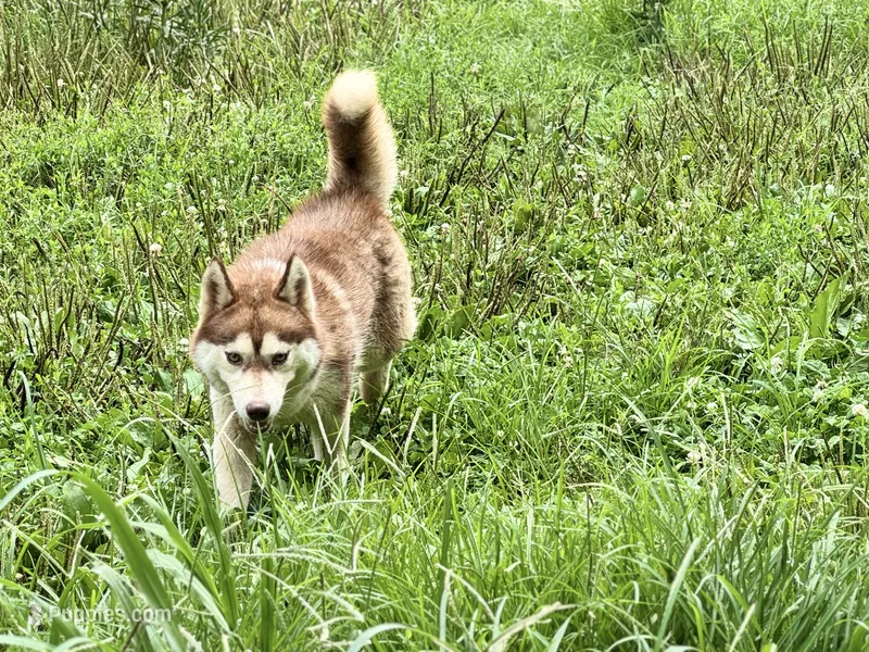 Multi Champion Sired!  – Siberian Husky puppy for sale in Ashland, VA