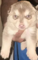 Jester, a male Siberian Husky for sale in Ashland, VA – 2 of 4