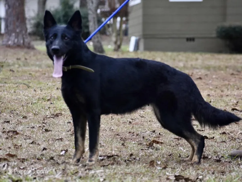Rayne – German Shepherd Dog puppy for sale in Ashland, VA
