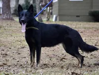 Rayne, a female German Shepherd Dog for sale in Ashland, VA – 1 of 1
