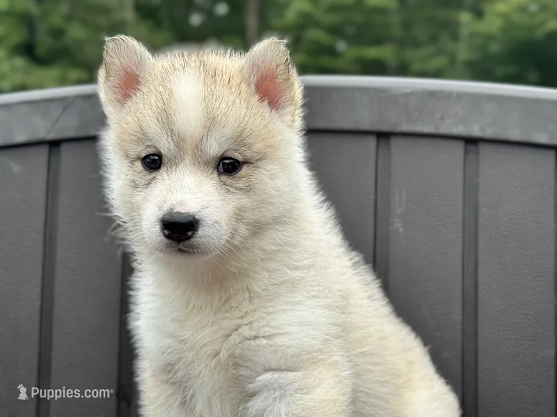 Daisy – Siberian Husky puppy for sale in Ashland, VA