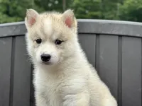 Daisy, a female Siberian Husky for sale in Ashland, VA – 1 of 4