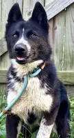 Klaus, a male Siberian Husky for sale in Ashland, VA – 3 of 4