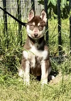 Quigley, a male Siberian Husky for sale in Augusta, WV – 2 of 2