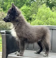 Raven, a female Siberian Husky for sale in Augusta, WV – 3 of 3