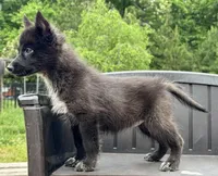 Raven, a female Siberian Husky for sale in Augusta, WV – 2 of 3