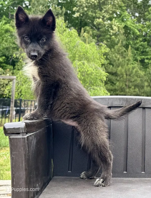 Raven – Siberian Husky puppy for sale in Augusta, WV