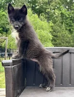 Raven, a female Siberian Husky for sale in Augusta, WV – 1 of 3