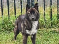 Lark, a male Siberian Husky for sale in Ashland, VA – 3 of 3