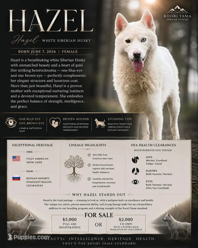 Hazel – Siberian Husky puppy for sale in Augusta, WV