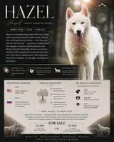 Hazel, a female Siberian Husky for sale in Augusta, WV – 1 of 1