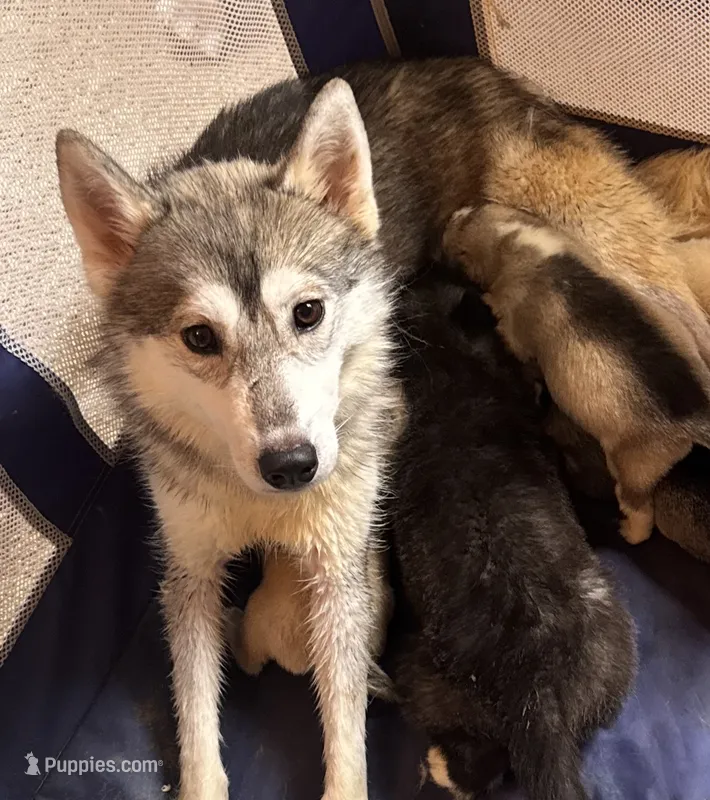 Kali – Siberian Husky puppy for sale in Ashland, VA