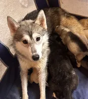 Kali, a female Siberian Husky for sale in Ashland, VA – 1 of 3