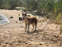 Multi CH sired -Tsunagi, a female Siberian Husky for sale in Ashland, VA – 1 of 1