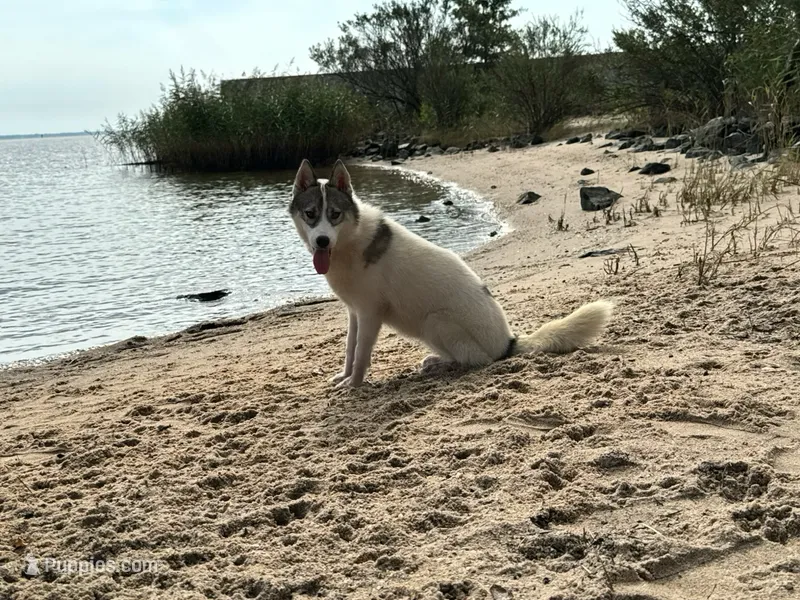 Rumor – Siberian Husky puppy for sale in Ashland, VA