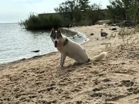 Rumor, a female Siberian Husky for sale in Ashland, VA – 1 of 4