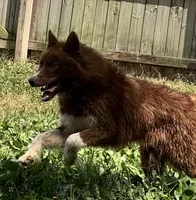 Charlie, a male Siberian Husky for sale in Ashland, VA – 2 of 2