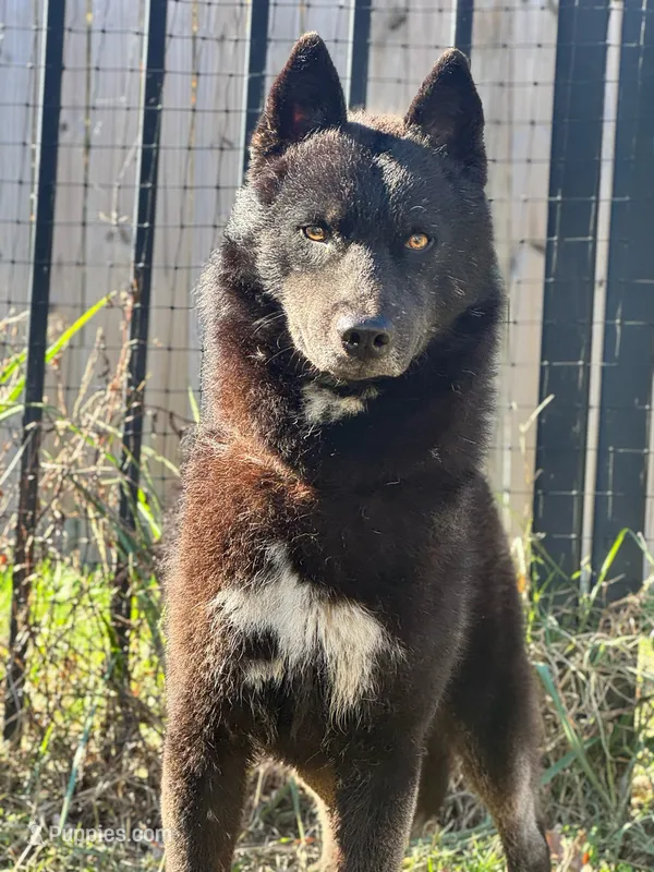 Koji – Siberian Husky puppy for sale in Doswell, VA