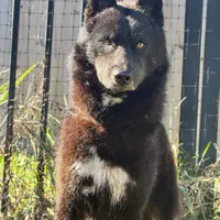 Koji, a male Siberian Husky for sale in Doswell, VA – Photo 1 of 3