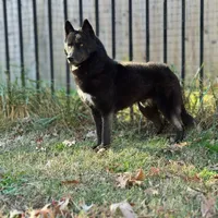 Koji, a male Siberian Husky for sale in Doswell, VA – Photo 3 of 3