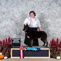 Koji, a male Siberian Husky for sale in Doswell, VA – Photo 2 of 3