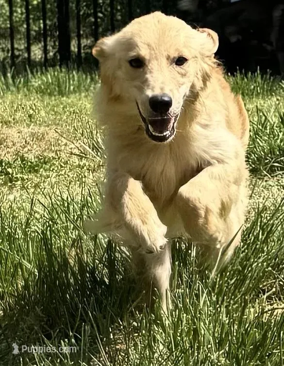 Loot – Golden Retriever puppy for sale in Doswell, VA