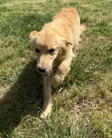 Loot, a female Golden Retriever for sale in Doswell, VA – Photo 4 of 4