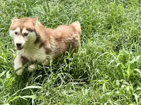 Multi Champion sired, a female Siberian Husky for sale in Ashland, VA – 4 of 5