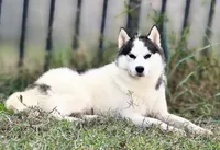 Carter, a male Siberian Husky for sale in Ashland, VA – 2 of 4