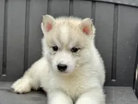 Daisy, a female Siberian Husky for sale in Ashland, VA – 3 of 4