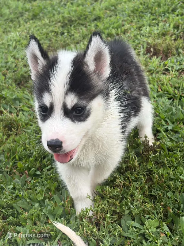 Charity – Siberian Husky puppy for sale in Ashland, VA