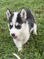 Charity, a female Siberian Husky for sale in Ashland, VA – 1 of 3