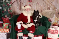 Service dog - Kiki, a female Siberian Husky for sale in Ashland, VA – 6 of 6