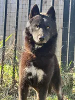 Koji, a male Siberian Husky for sale in Ashland, VA – 3 of 3