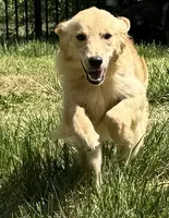 Loot, a female Golden Retriever for sale in Augusta, WV – 1 of 4