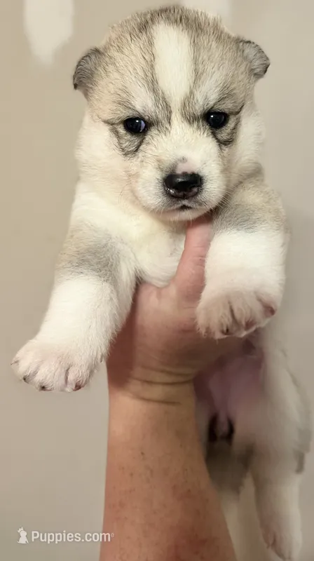 Daisy – Siberian Husky puppy for sale in Ashland, VA